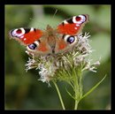 motyl_1_1.jpg